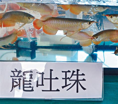 龍吐珠魚風水 公司姓名